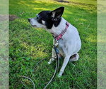 Small Photo #3 Rat Terrier Puppy For Sale in Atlanta, GA, USA