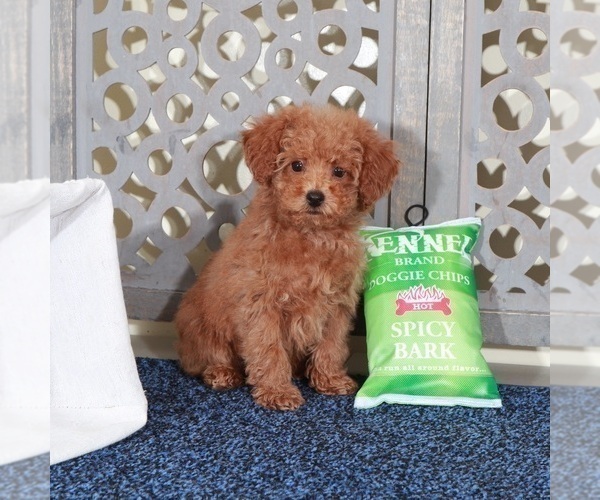 Medium Photo #2 Poodle (Miniature) Puppy For Sale in MOUNT VERNON, OH, USA