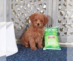 Small #1 Poodle (Miniature)