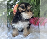 Small #8 Morkie