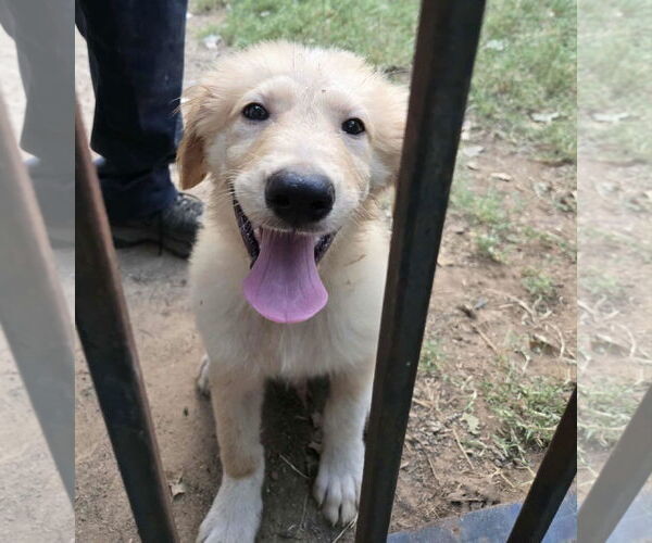 Medium Photo #5 Great Pyrenees Puppy For Sale in Spring, TX, USA