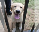 Small #4 Great Pyrenees
