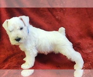 Schnauzer (Miniature) Puppy for sale in LUCASVILLE, OH, USA