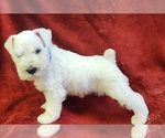 Image preview for Ad Listing. Nickname: Blue boy