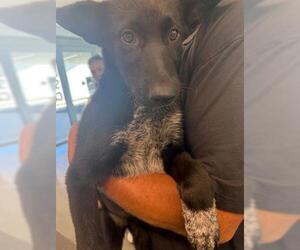 German Shepherd Dog Dogs for adoption in San Martin, CA, USA