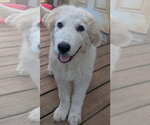 Small Great Pyrenees
