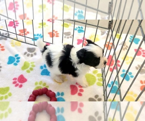 Medium Photo #10 Papitese Puppy For Sale in ORO VALLEY, AZ, USA