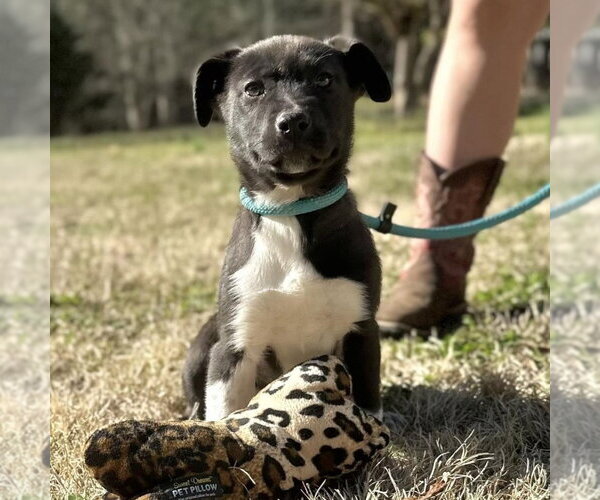 Medium Photo #3 Labrador Retriever Puppy For Sale in Yardley, PA, USA