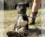 Small #2 Labrador Retriever