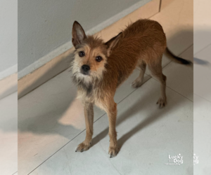 Mutt Dogs for adoption in Washington, DC, USA