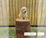 Puppy Finn Golden Retriever