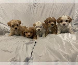 Maltipoo Puppy for sale in POWELL, TN, USA