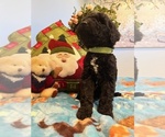 Small Photo #18 Goldendoodle Puppy For Sale in NEW LONDON, NC, USA