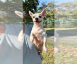 Small #3 Chihuahua