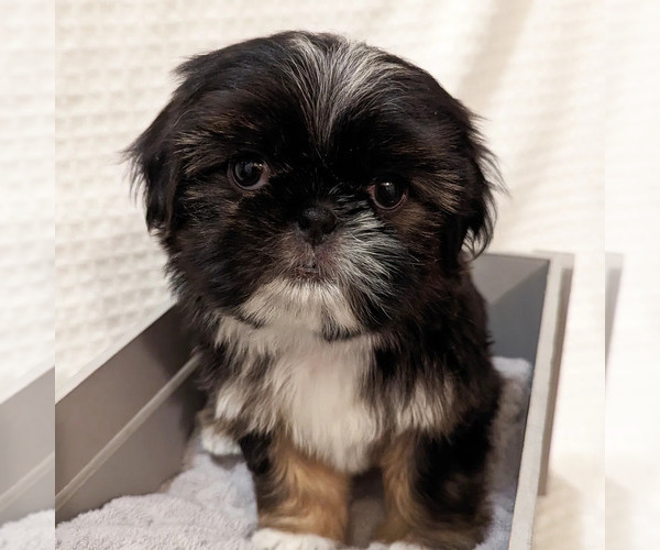 Medium Photo #3 Shih Tzu Puppy For Sale in ATWATER, CA, USA