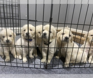 English Cream Golden Retriever Puppy for sale in N HIGHLANDS, CA, USA