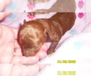 Poodle (Miniature) Puppy for sale in DULUTH, GA, USA