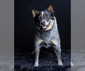 Australian Cattle Dog Dogs for adoption in FAIRVIEW, OK, USA