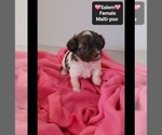 Small #2 Maltipoo (Toy)