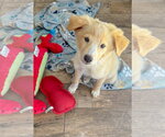 Small #4 Golden Retriever Mix
