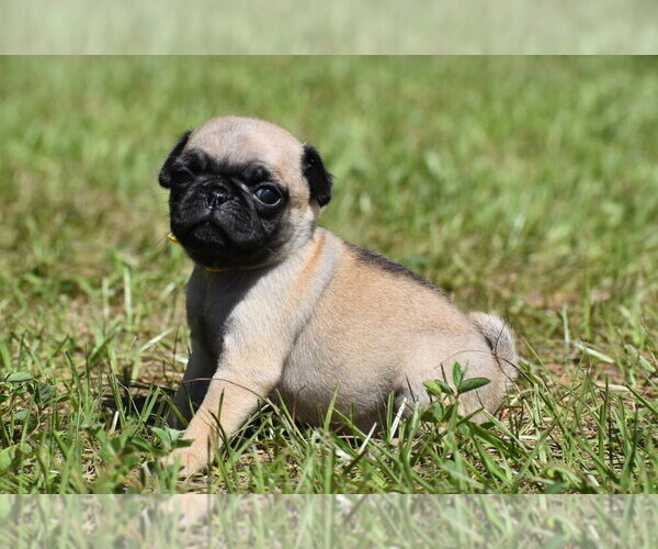 Medium Photo #5 Pug Puppy For Sale in PALM COAST, FL, USA