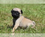 Small #4 Pug