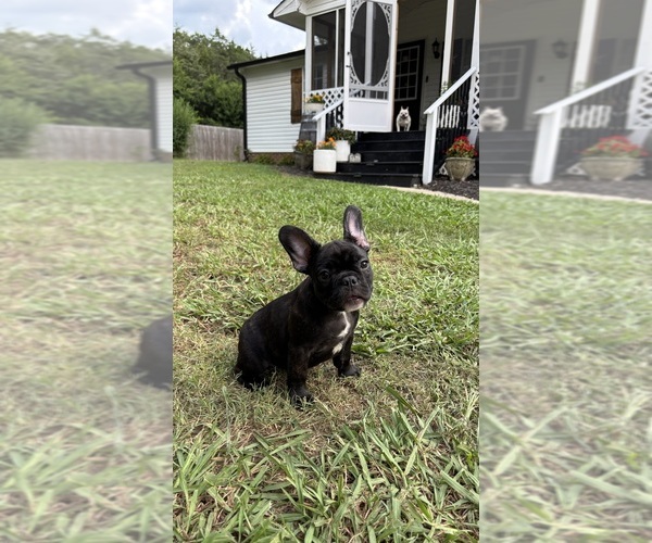 Medium Photo #4 French Bulldog Puppy For Sale in HARRISBURG, NC, USA