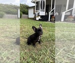 Small #3 French Bulldog