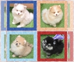 Image preview for Ad Listing. Nickname: Litter of 4