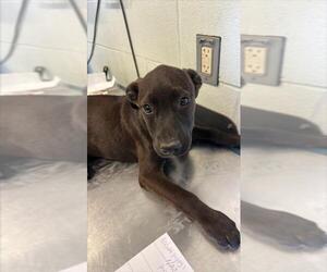 Labrador Retriever-Unknown Mix Dogs for adoption in Corpus Christi, TX, USA