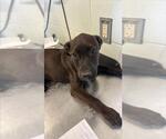 Small Labrador Retriever Mix