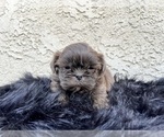 Small #16 Shih Tzu