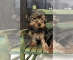 Small Photo #17 Yorkshire Terrier Puppy For Sale in SACRAMENTO, CA, USA