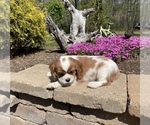Puppy 3 Cavalier King Charles Spaniel