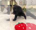 Small Photo #2 Labrador Retriever Puppy For Sale in BRYANTOWN, MD, USA