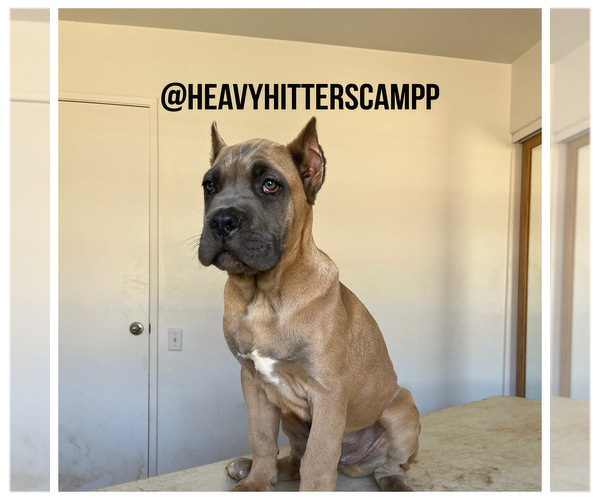 Medium Photo #3 Cane Corso Puppy For Sale in BEAUMONT, CA, USA