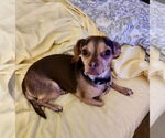 Small #3 Chihuahua Mix