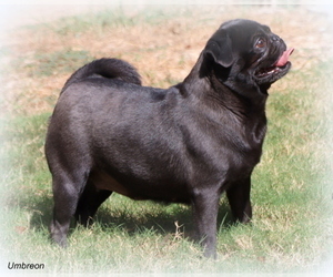 Mother of the Pug puppies born on 01/14/2023