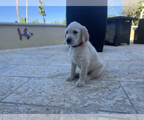 Medium Photo #57 Labradoodle Puppy For Sale in FORT LAUDERDALE, FL, USA