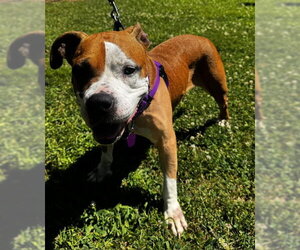 Mutt Dogs for adoption in Crete, IL, USA