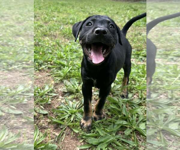 Medium Photo #4 Mutt Puppy For Sale in Greenville, SC, USA