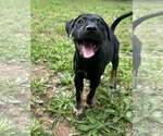 Small #3 Mutt