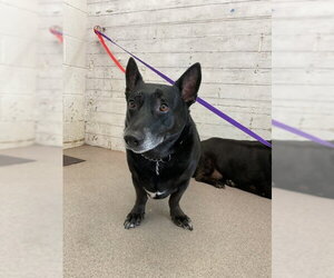 Cardigan Welsh Corgi Dogs for adoption in San Bernardino, CA, USA