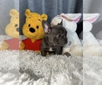 Puppy 1 French Bulldog