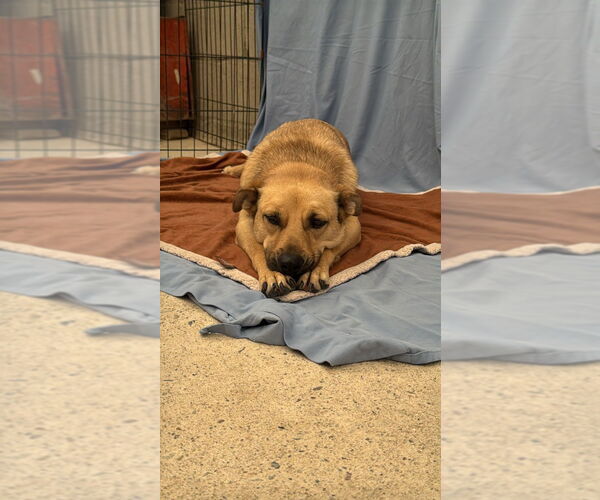 Medium Photo #3 Labrador Retriever-Unknown Mix Puppy For Sale in Lake Forest, CA, USA