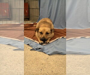 Winston (Courtesy Post) - Adopt Me! - Male Labrador Retriever-Unknown Mix Dog for Adoption - Photo #3