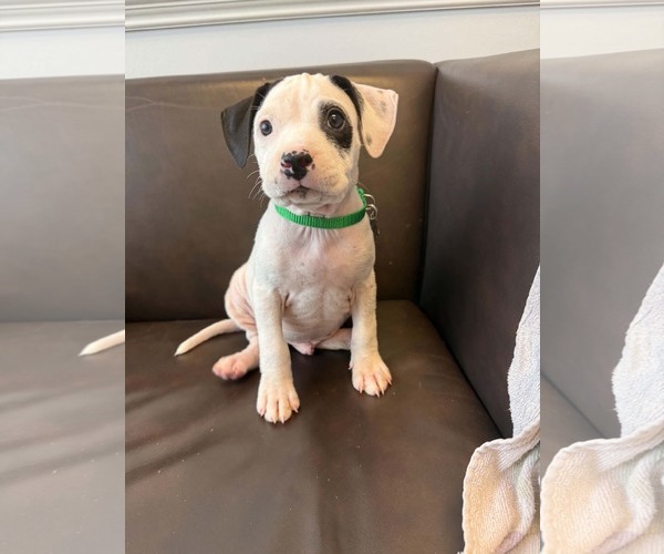 Medium Photo #1 American Staffordshire Terrier-Unknown Mix Puppy For Sale in Holly Springs, NC, USA