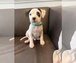 Small American Staffordshire Terrier Mix