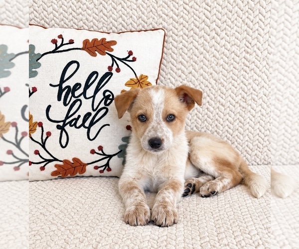 Medium Photo #1 Australian Cattle Dog Puppy For Sale in INDIANAPOLIS, IN, USA