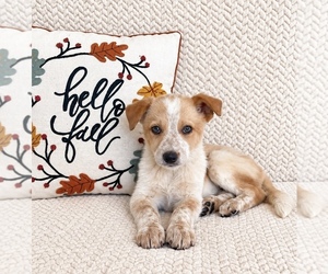 Australian Cattle Dog Puppy for sale in INDIANAPOLIS, IN, USA